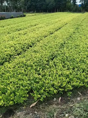 mile米乐m6官网：国产网球拍与进口拍的差距